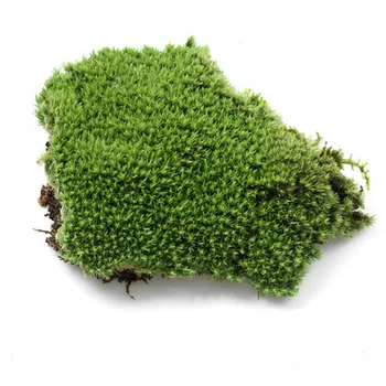 DIY Miniature Bløde Sten Micro Landskabspleje Hjem Haven Bryllup Dekoration Håndværk Tilbehør Kunstige Moss Plante Lang